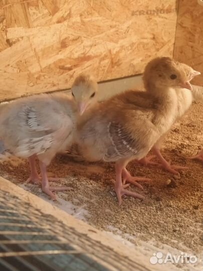 Индюшата подрощенные,суточные