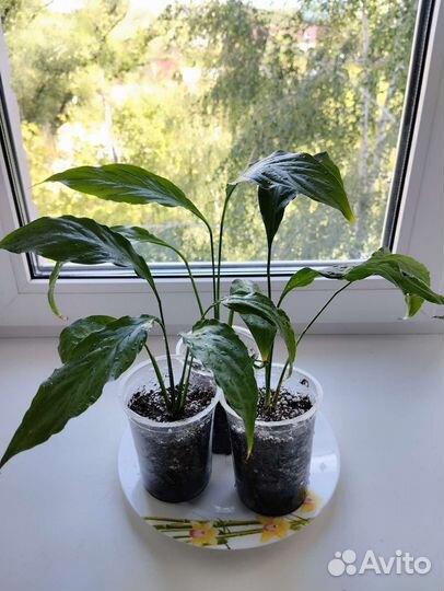 Спатифиллум детки