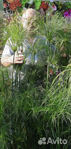 Циперус папирус (Cyperus papyrus) Настоящий купить в Санкт-Петербурге ...