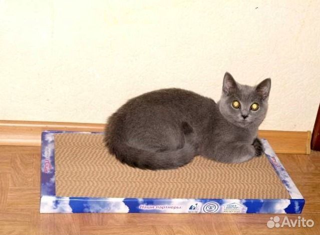 Когтеточка когтедралка для кошек