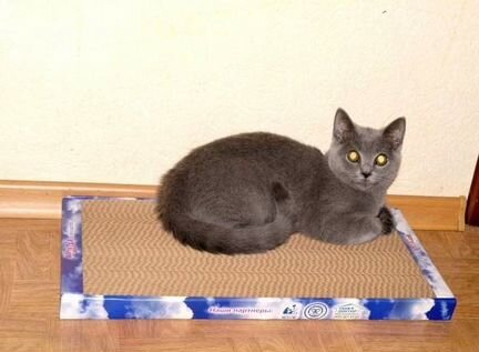 Когтеточка когтедралка для кошек