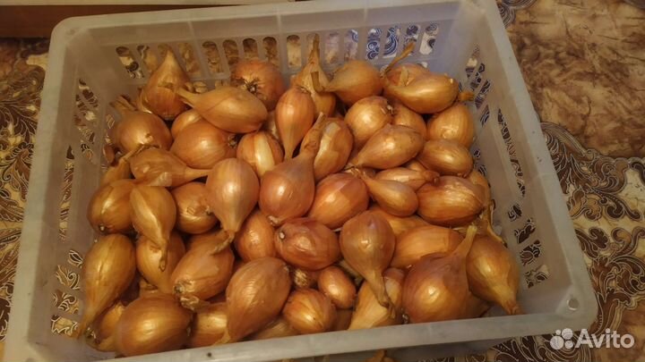 Лук семейный кувшинка