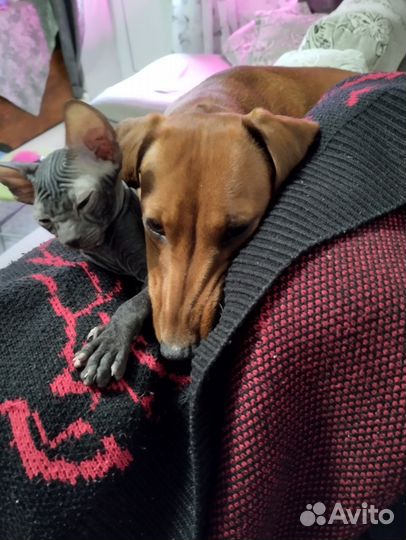 Донской сфинкс велюр котята