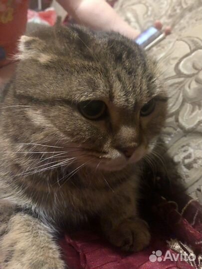 Вислоухий кот