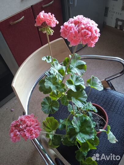 Махровые пеларгонии