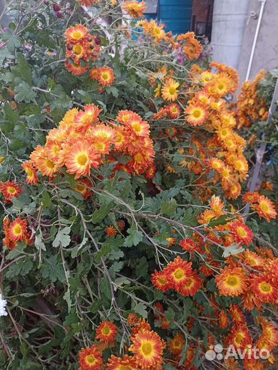 Саженцы разных дубков