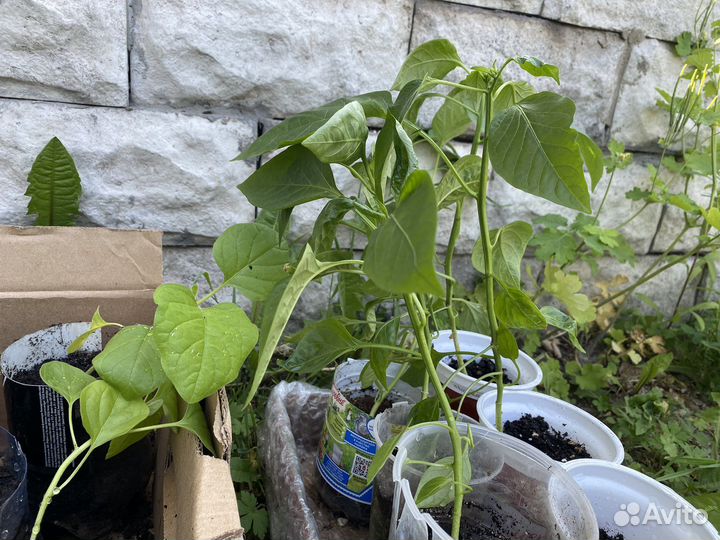 Рассада помидор, перцев и баклажанов