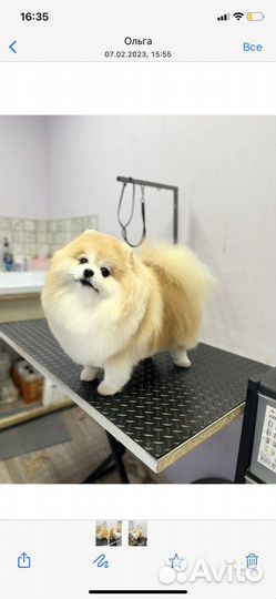 Шпиц вязка