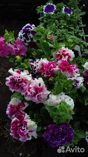 Рассада цветов, петуния и другие