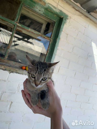 Кошка в дар бесплатно