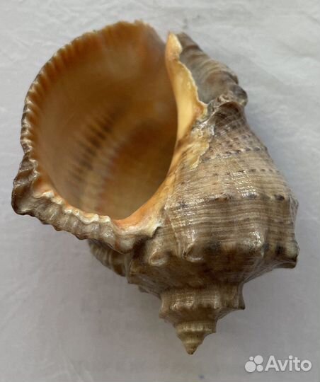 Ракушка морская