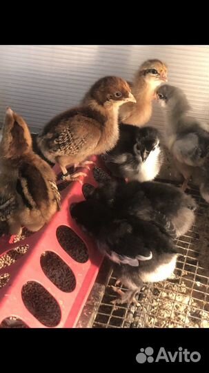 Инкубационное яйцо Маран Амераукана Билефельдер