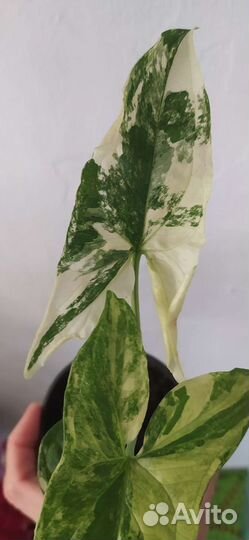 Сингониумы сортовые