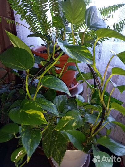 Сциндапсус