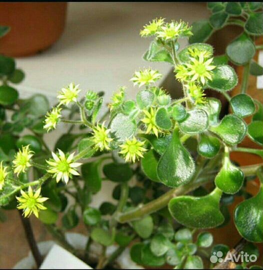 Дерево любви