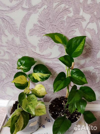Сциндапсус,Сингониум,Эпипремнум,Монстера,Толстянка
