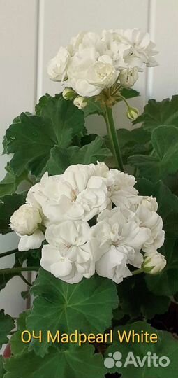 Пеларгония герань сортовая, более 10 сортов