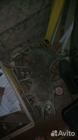 Лосиные рога