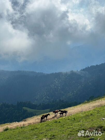 Конные прогулки в Красной Поляне и Сочи