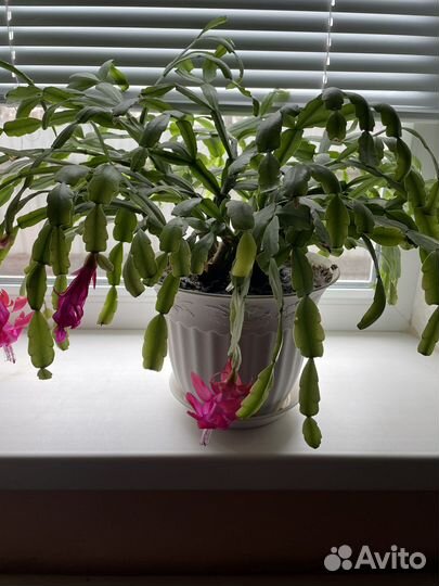 Цветок декабрист