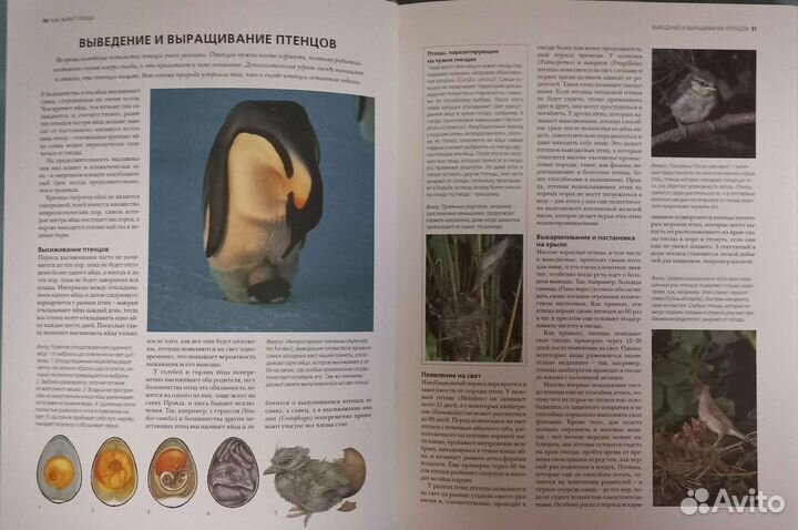 Энциклопедия птиц