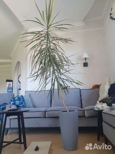 Пальма драцена