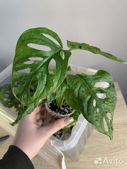 Комнатные растения