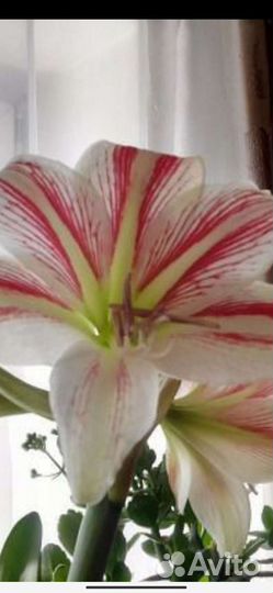 Комнатные цветы много