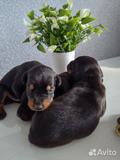 Продаются щенки добермана рожденные 16 октября
