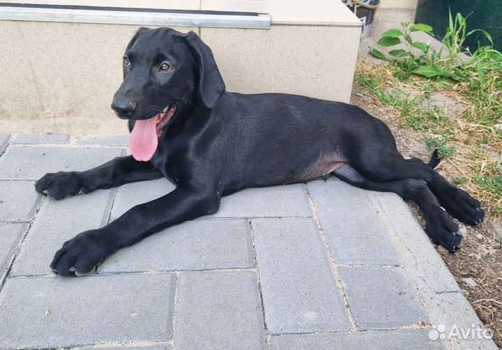 Щенки курцхаара