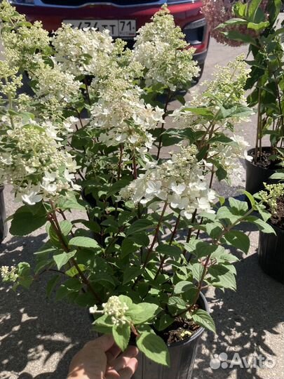 Гортензия метельчатая