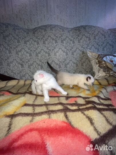 Кошка британка