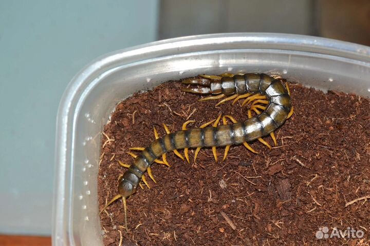 Сколопендра. Scolopendra cingulata