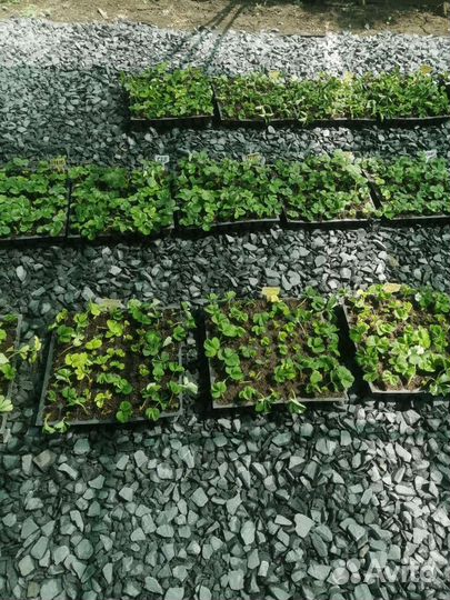 Рассада клубники