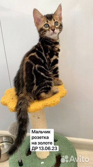 Бенгальские котята серебро и золото