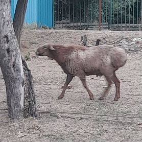 Гисарские бараны