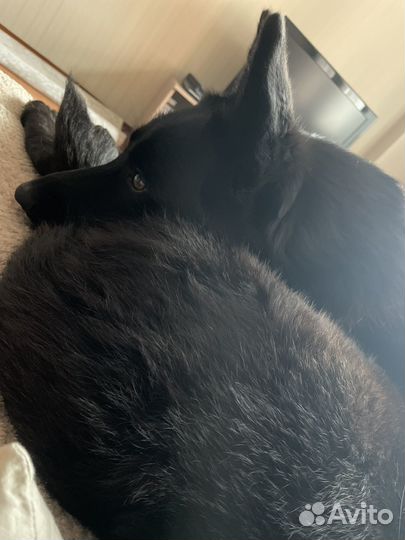 Служебная собака