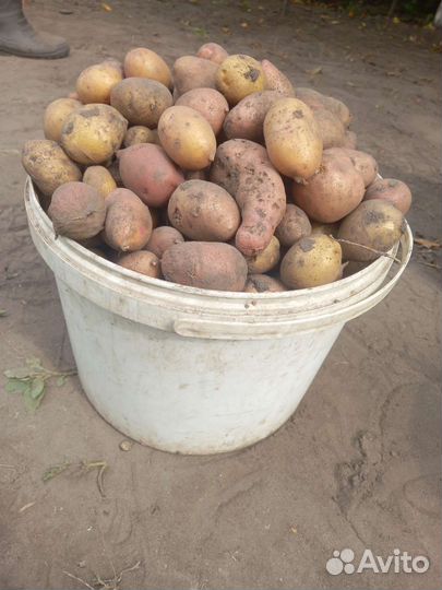 Картофель мелочь скоту