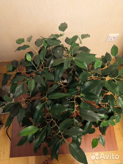 Фикус бенджамина