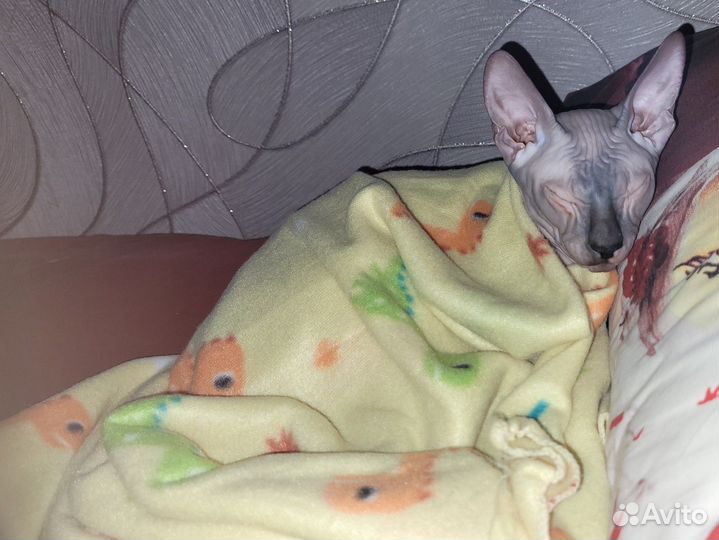 Котоняня