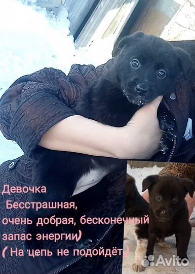 Собаки щенки