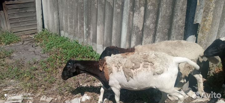 Продам овец дорпер