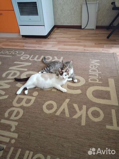 Кошки в добрые руки бесплатно