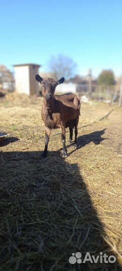 Козье молоко