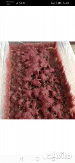 Трубочник изя