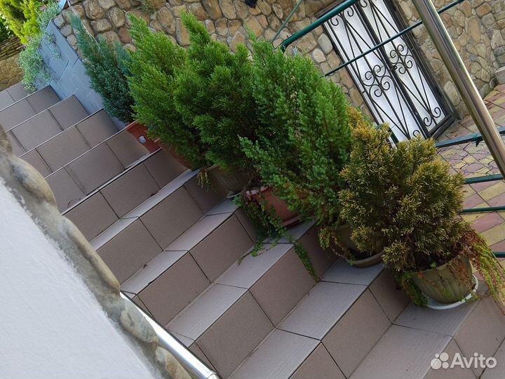 Денежное дерево толстянка