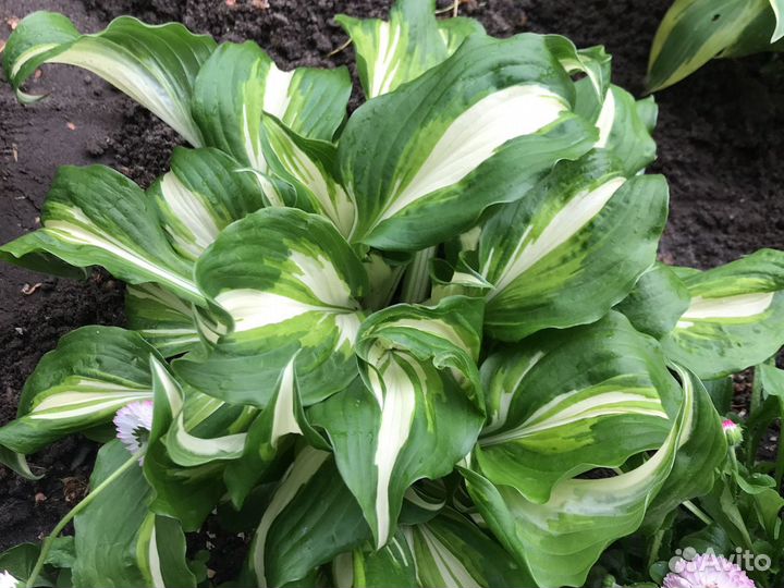 Хоста. Папоротник. Ирисы. многолетники