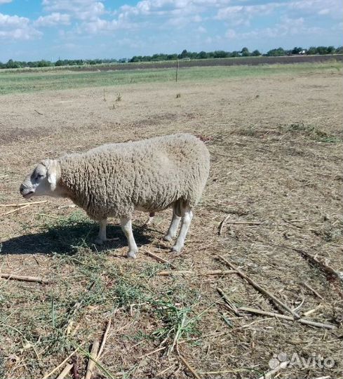 Баран на племя