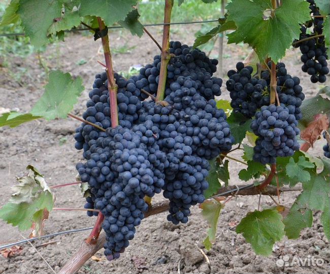 Черенки столовых и технических сортов винограда