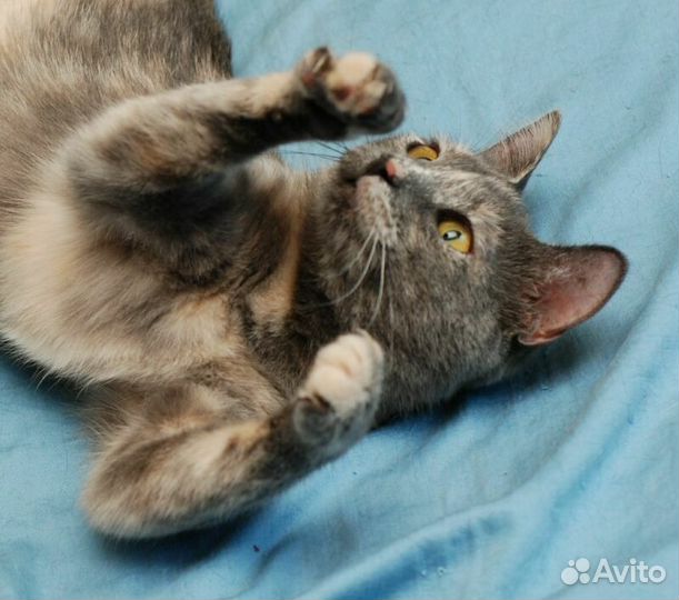 Веснушка - кошка с другой планеты